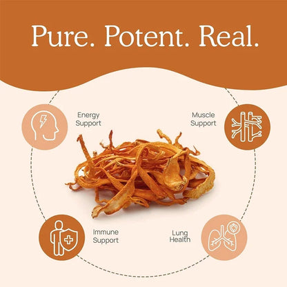 Cordyceps Mushrooms | Stamina and Immune Support